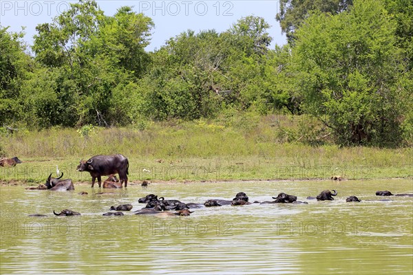 Water buffalo