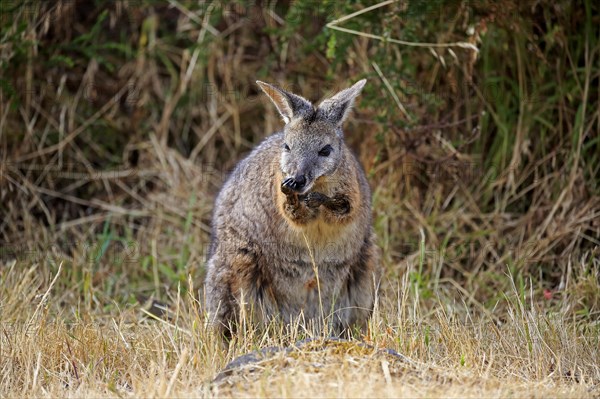 Tammar Wallaby