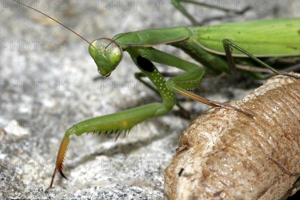 Praying mantis