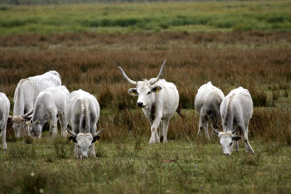 Hungarian grey cattle