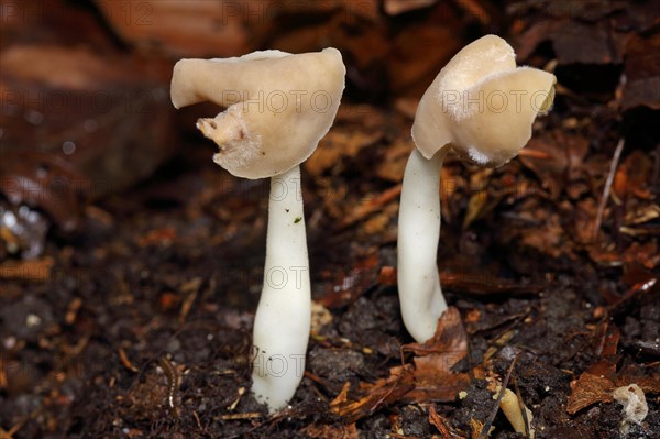 (Helvella) ephippium