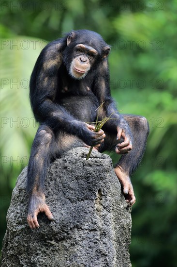 Chimpanzee