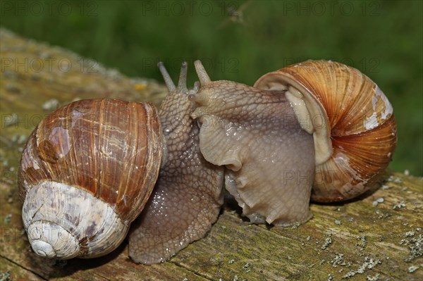 Roman snail