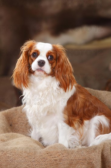 Cavalier King Charles Spaniel