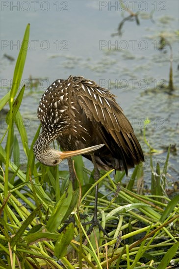 Limpkin