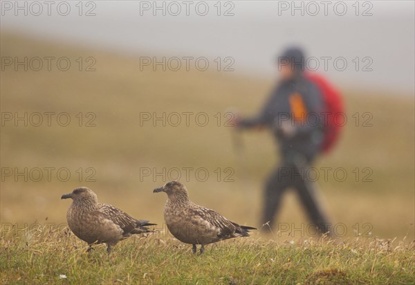 Great Skua