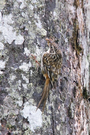 Sichuan Treecreeper