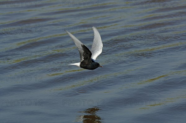 White-winged Black Tern