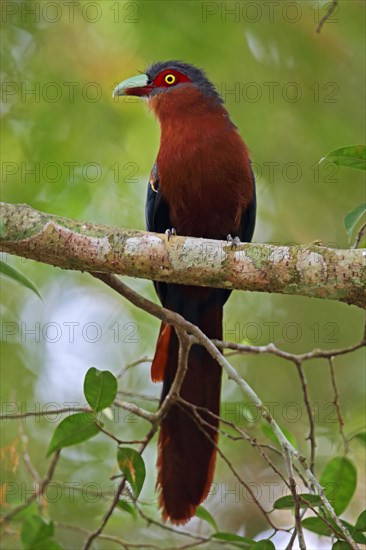 Chestnut-breasted Malkoha