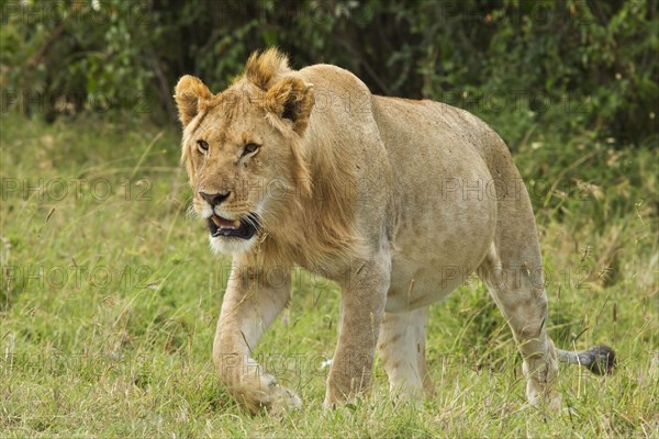 Masai Lion