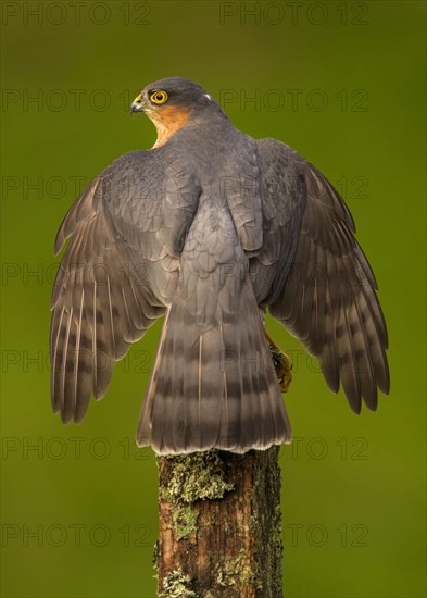 Eurasian eurasian sparrowhawk