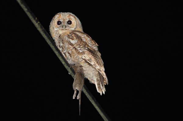 Tawny owl