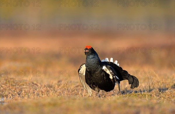 Black grouse