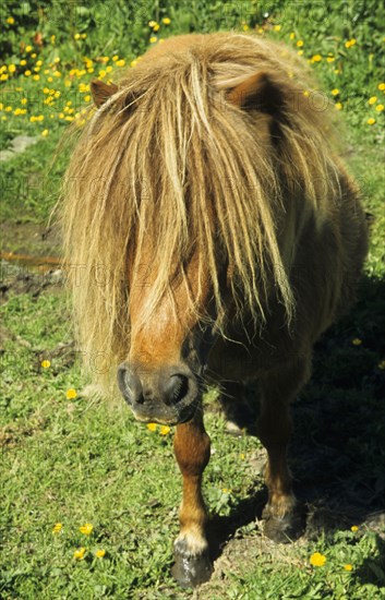 Shetland Pony