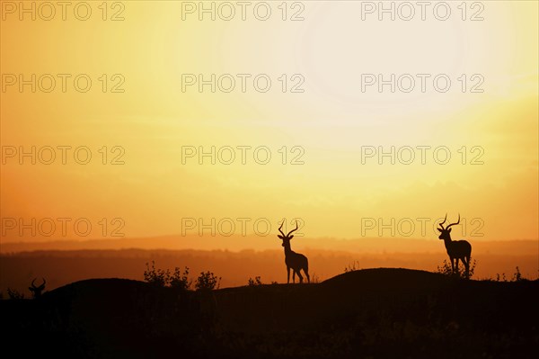 Impala