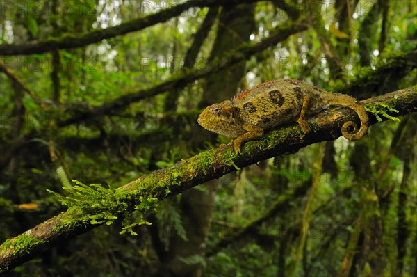 Rough coarse chameleon