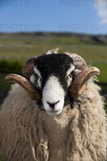 Domestic Sheep