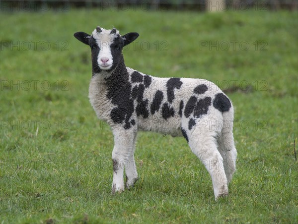 Domestic sheep