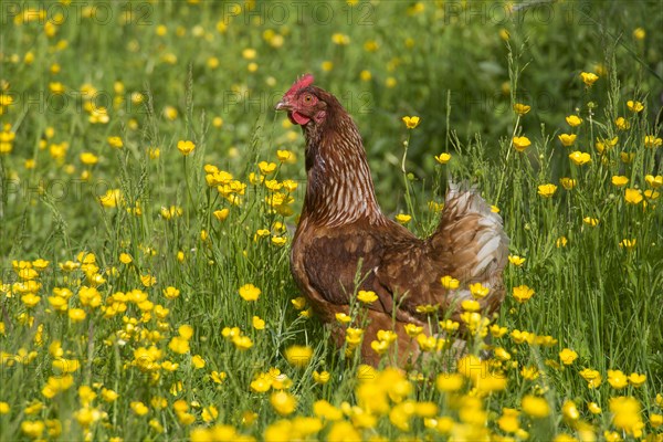 Domestic Chicken