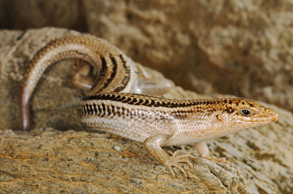 Socotra Skink