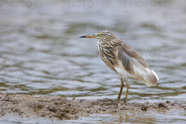 Indian indian pond heron