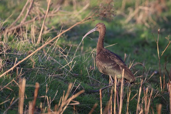 Glossy Ibis