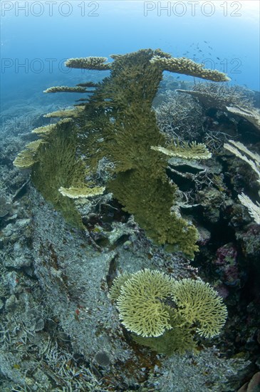 Table Coral