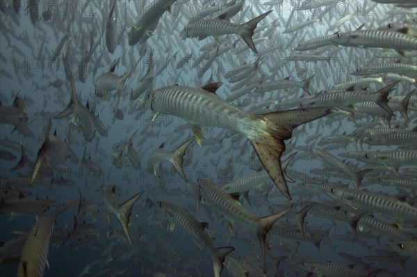 Darkfin Barracuda