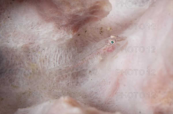 Big-lip Ghostgoby