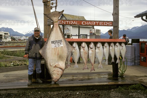 Pacific halibut