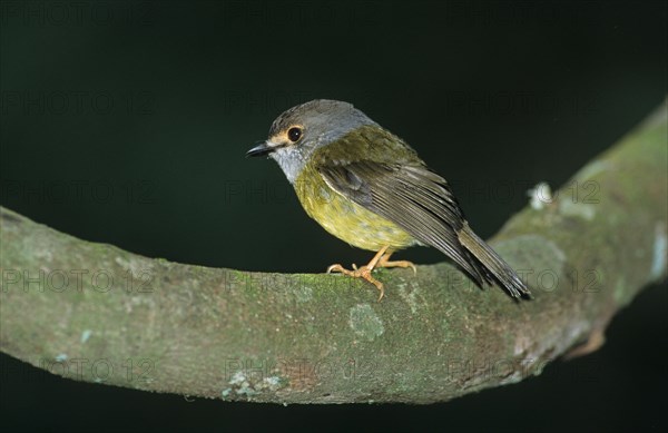 Pale yellow robin