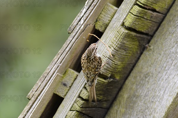 Eurasian treecreeper