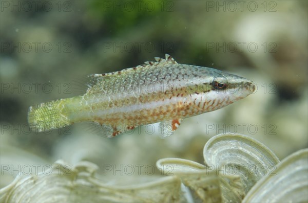 Cheek-lined wrasse