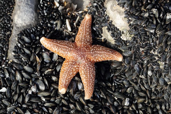 Common common starfish