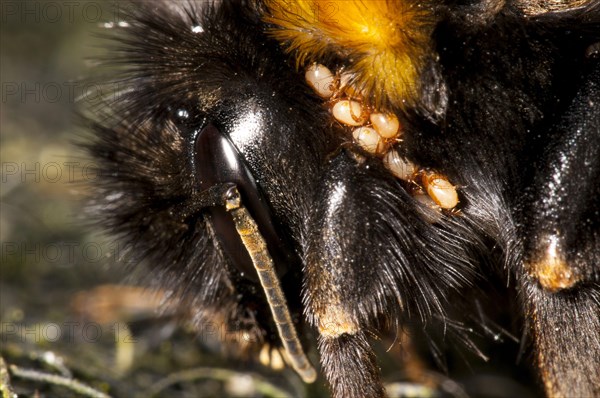 Buff-tailed Bumblebee