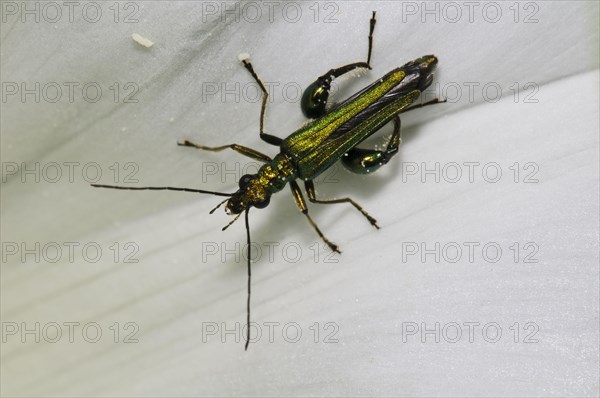 Thick-legged Flower Beetle