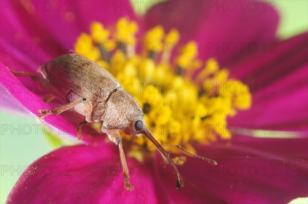 Chestnut Weevil