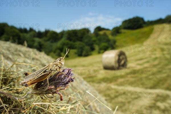 Stripe-winged grasshopper