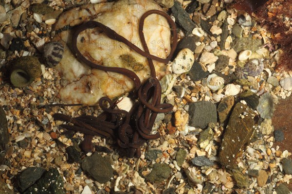 Bootlace worm