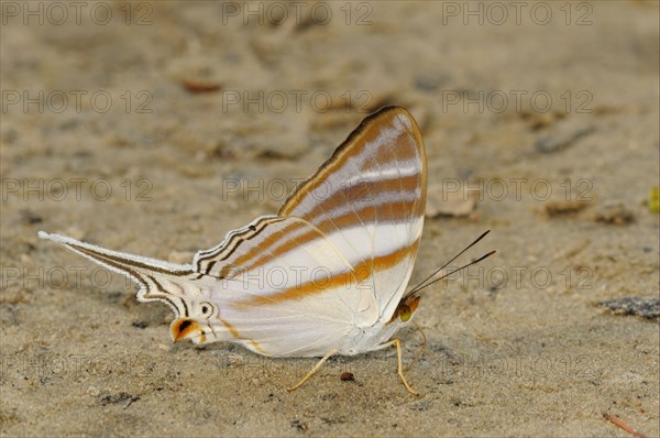 Brush-footed butterfly