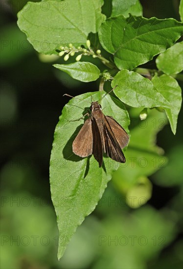 Malicious Skipper