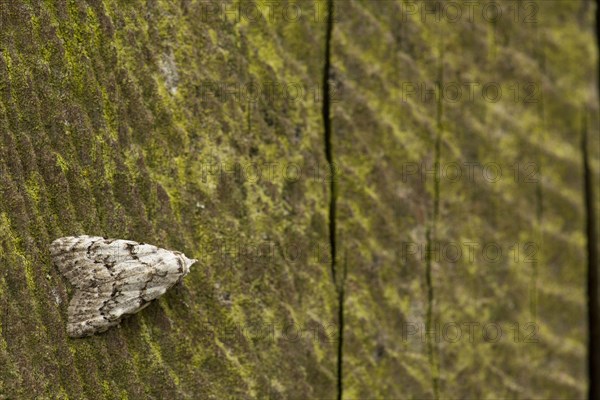 Least black arches