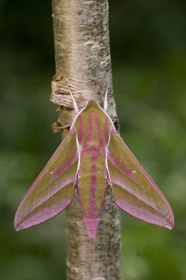 Elephant hawk-moth