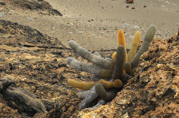 Lava cactus