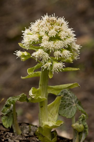 White Butterbur