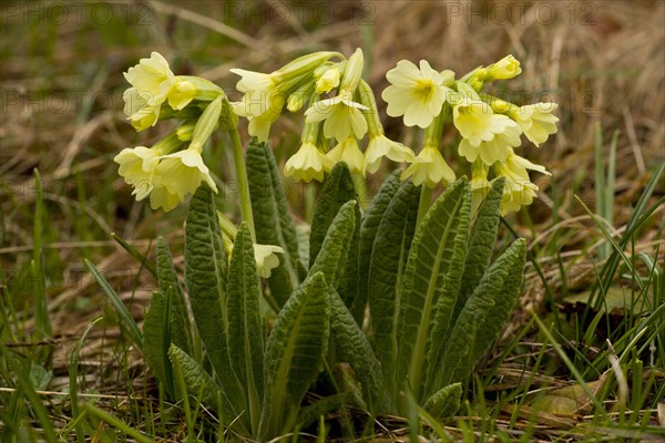 Oxlip