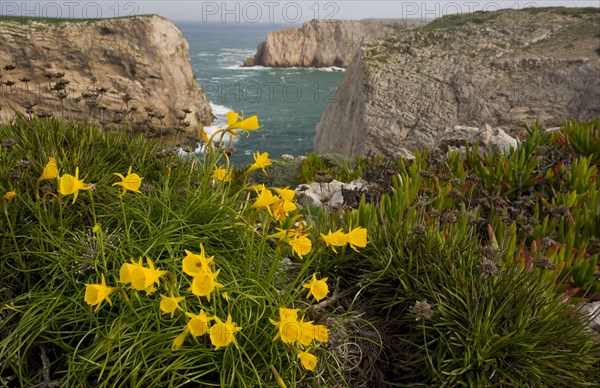 Flowering daffodil