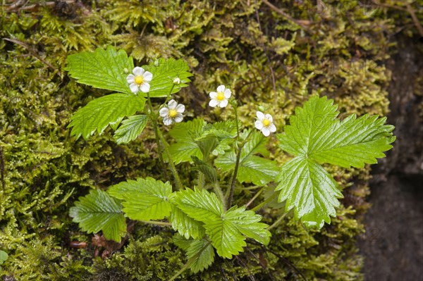 Flowering woodland strawberry