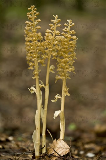 Flowering bird's-nest orchid