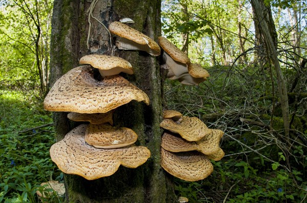 Dryad's Saddle